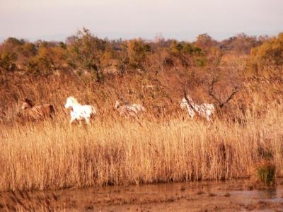 La Camarga francesa